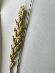 Triticum aestivum