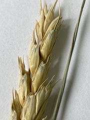 Triticum aestivum