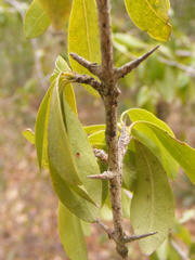 Hyperacanthus amoenus