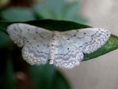 Idaea elongaria