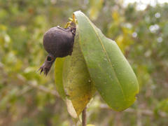 Hyperacanthus amoenus