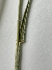 Triticum aestivum