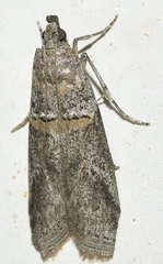 Acrobasis obliqua