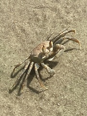 Ocypode