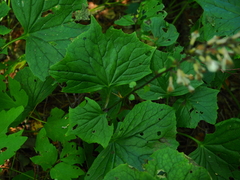 Parasenecio auriculatus