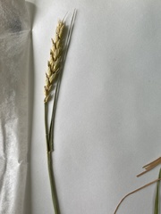 Triticum aestivum