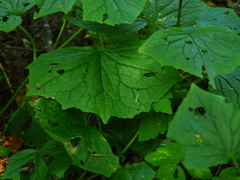 Parasenecio auriculatus