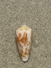 Conus striatus