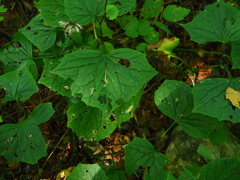 Parasenecio auriculatus