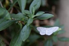 Idaea elongaria