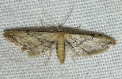 Idaea attenuaria