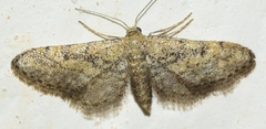 Idaea deitanaria