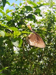 Euploea klugii