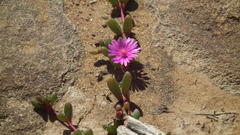 Delosperma repens