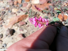 Indigofera karooica