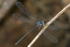 Argiolestidae