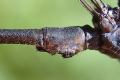 Argiolestidae