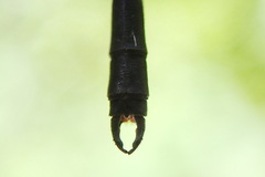 Argiolestidae