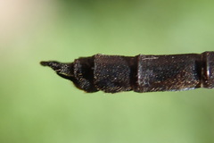 Argiolestidae