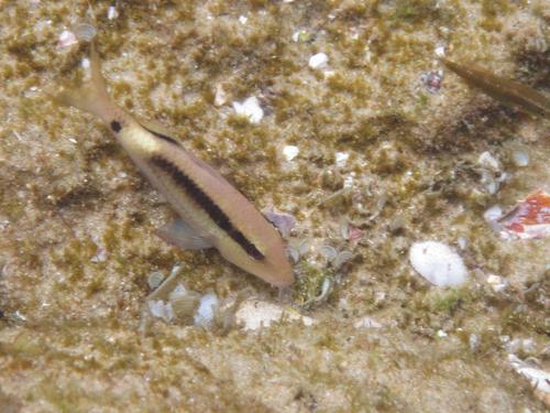 Parupeneus macronemus