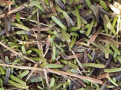 Abrotanella caespitosa