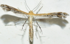 Megalorhipida