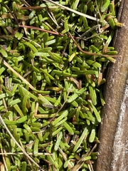 Abrotanella caespitosa