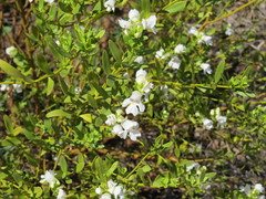 Prostanthera striatiflora