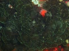 Exallosorus harveyanus