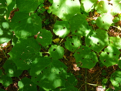 Acer tegmentosum