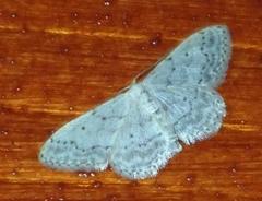 Idaea elongaria