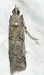 Pempelia palumbella