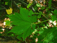 Acer ukurunduense