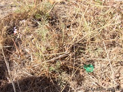 Pelargonium dolomiticum