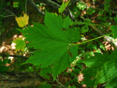 Acer ukurunduense