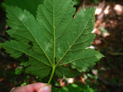 Acer ukurunduense