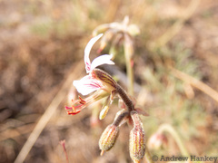 Pelargonium dolomiticum