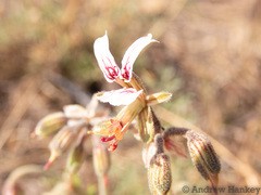 Pelargonium dolomiticum