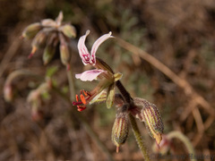 Pelargonium dolomiticum