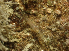 Athanas nitescens