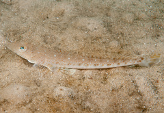 Platycephalus grandispinis