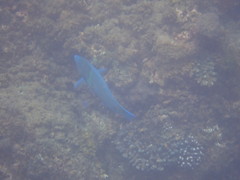 Anampses caeruleopunctatus