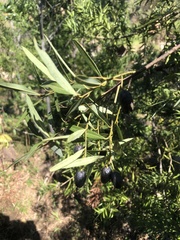 Cryptocarya angustifolia