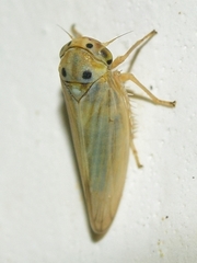 Agalliina