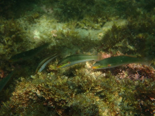 Cutribbon wrasse (Stethojulis terina) — Labridae