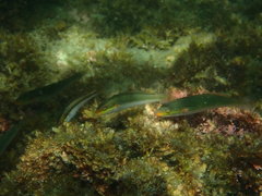 Stethojulis terina