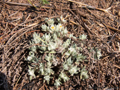 Helichrysum cerastioides