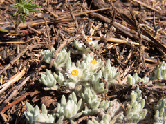 Helichrysum cerastioides