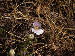 Monsonia burkeana