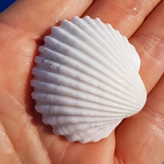 Acanthocardia tuberculata